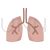 Lungs Flat Multicolor Icon - IconBunny